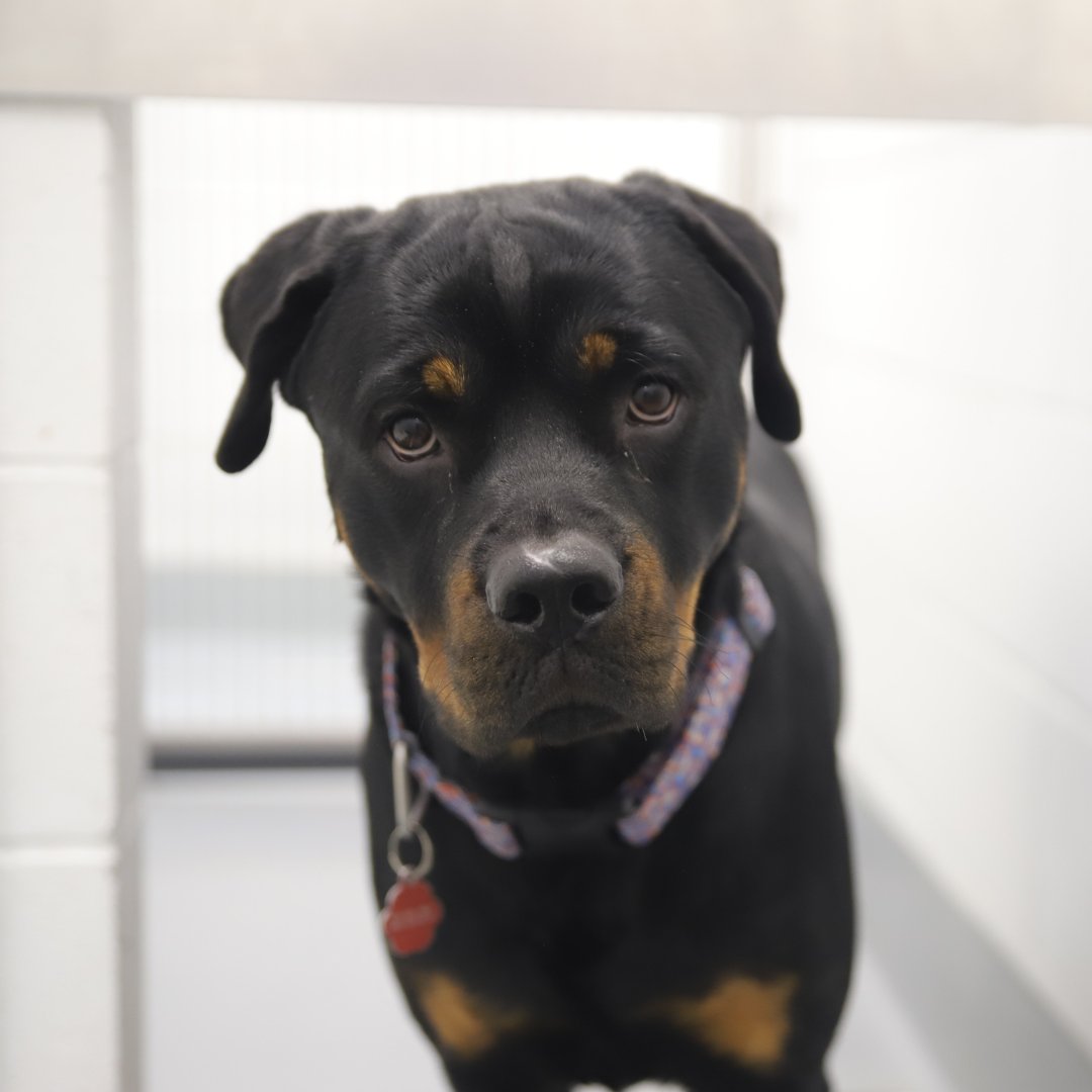 Calgary Humane Society tweet media