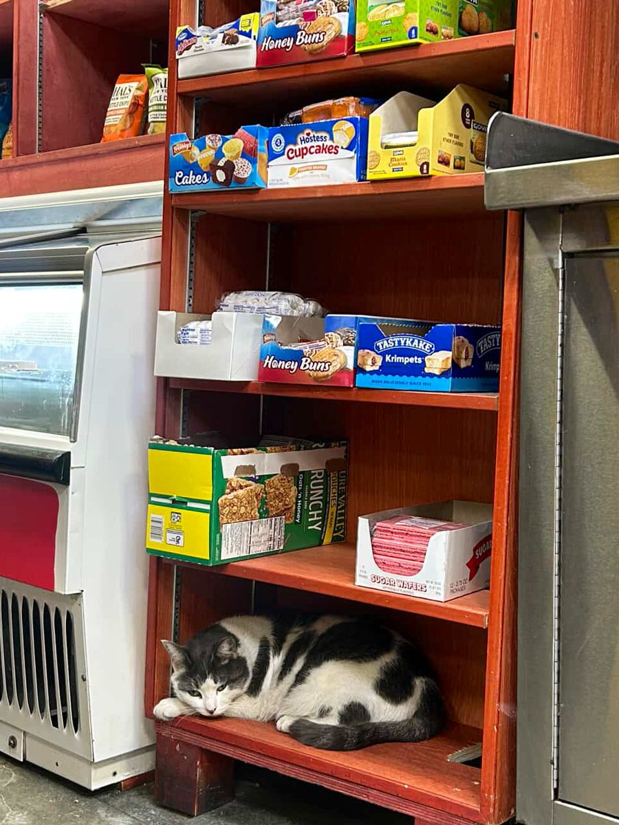 Bodegacats_'s tweet photo. https://t.co/ZjydWUfZqV