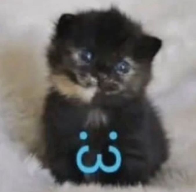 Pão de Forma do cabaré da Aurora🫀 tweet media