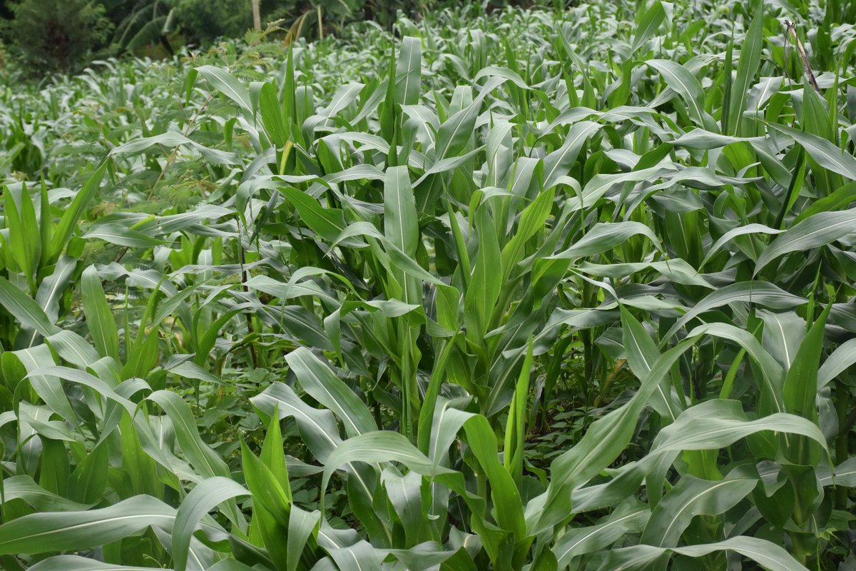 Visit Ruhango tweet media