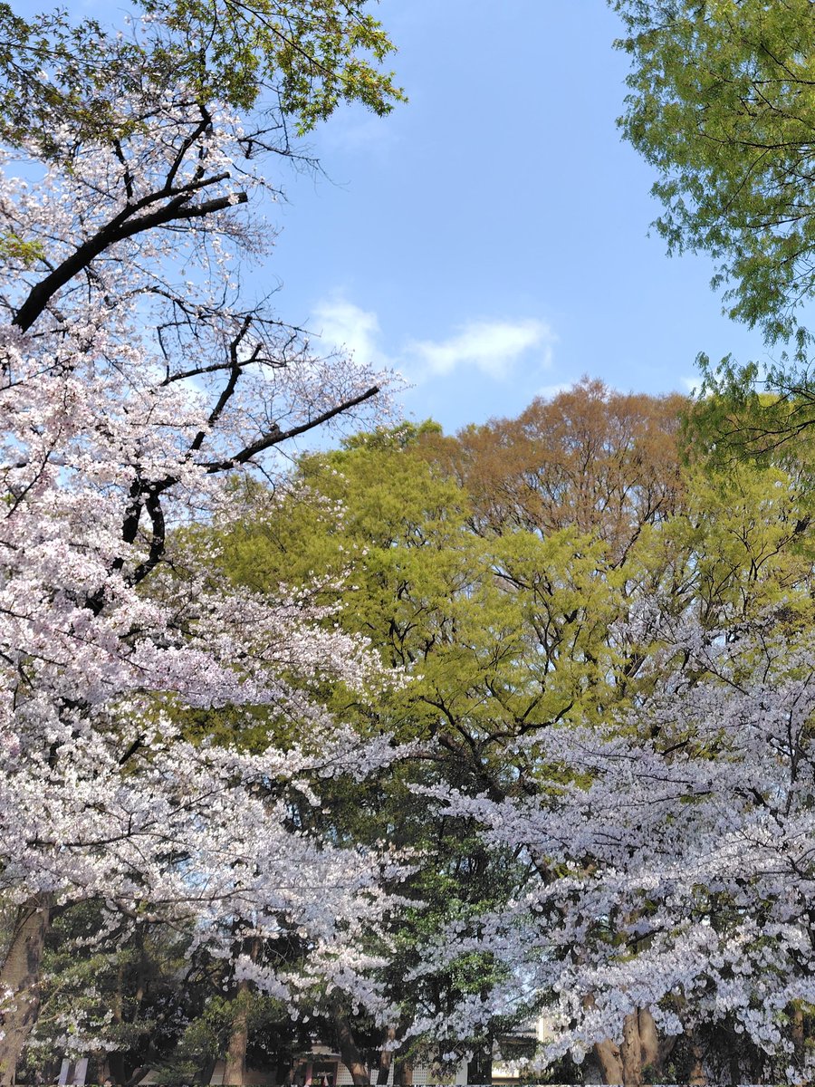 こころの輪 茶々丸 tweet media