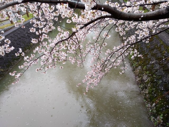 唐司 誠@行政書士@さいたま市 tweet media