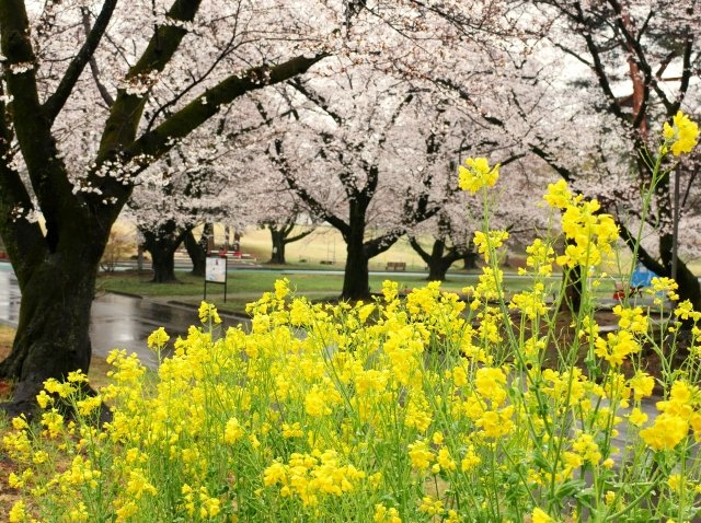 唐司 誠@行政書士@さいたま市 tweet media