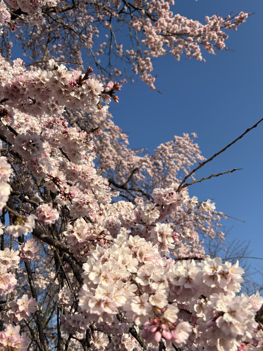 ミリオン tweet media