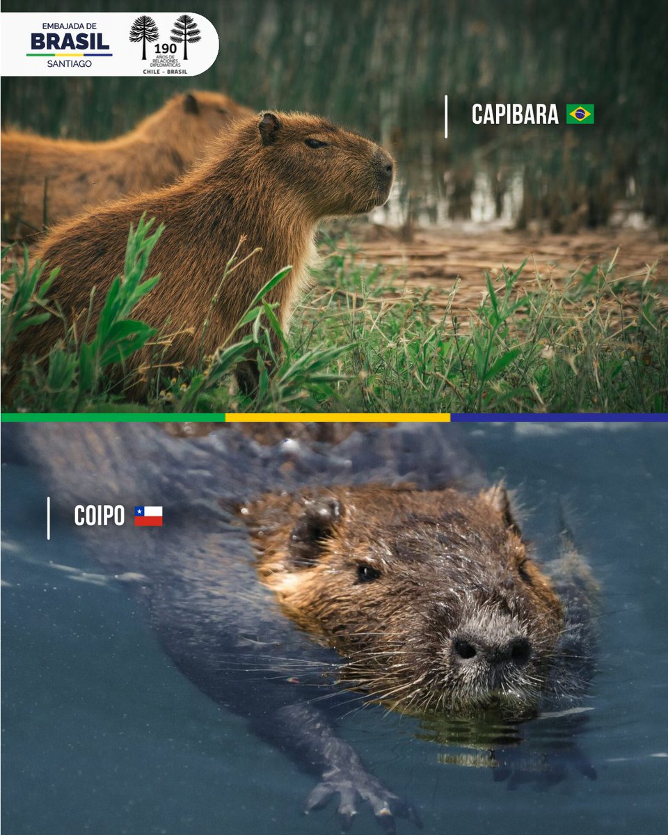 Embajada de Brasil en Chile 🇧🇷🇨🇱 tweet media