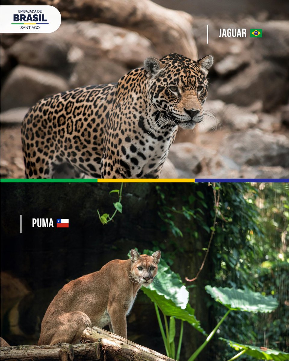 Embajada de Brasil en Chile 🇧🇷🇨🇱 tweet media