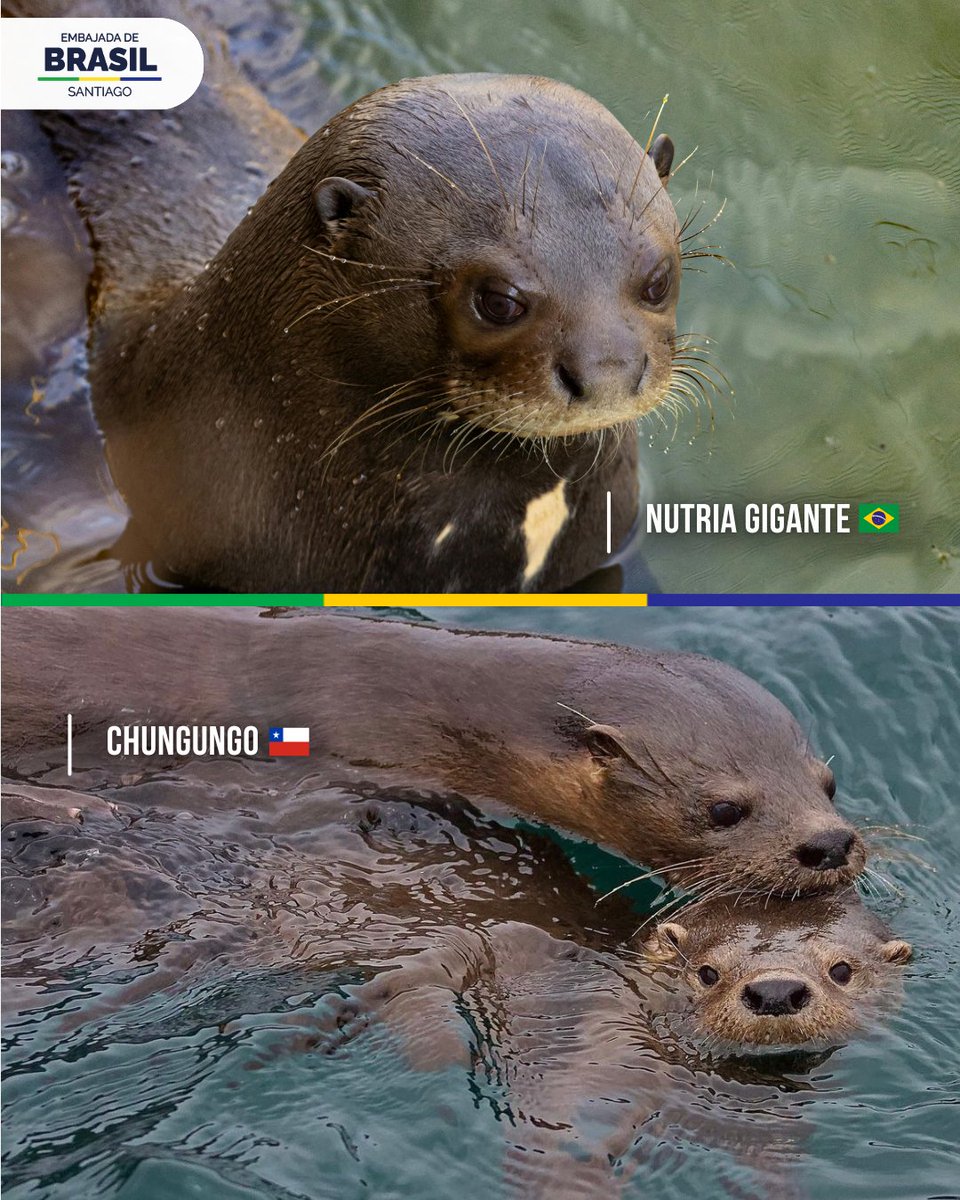 Embajada de Brasil en Chile 🇧🇷🇨🇱 tweet media