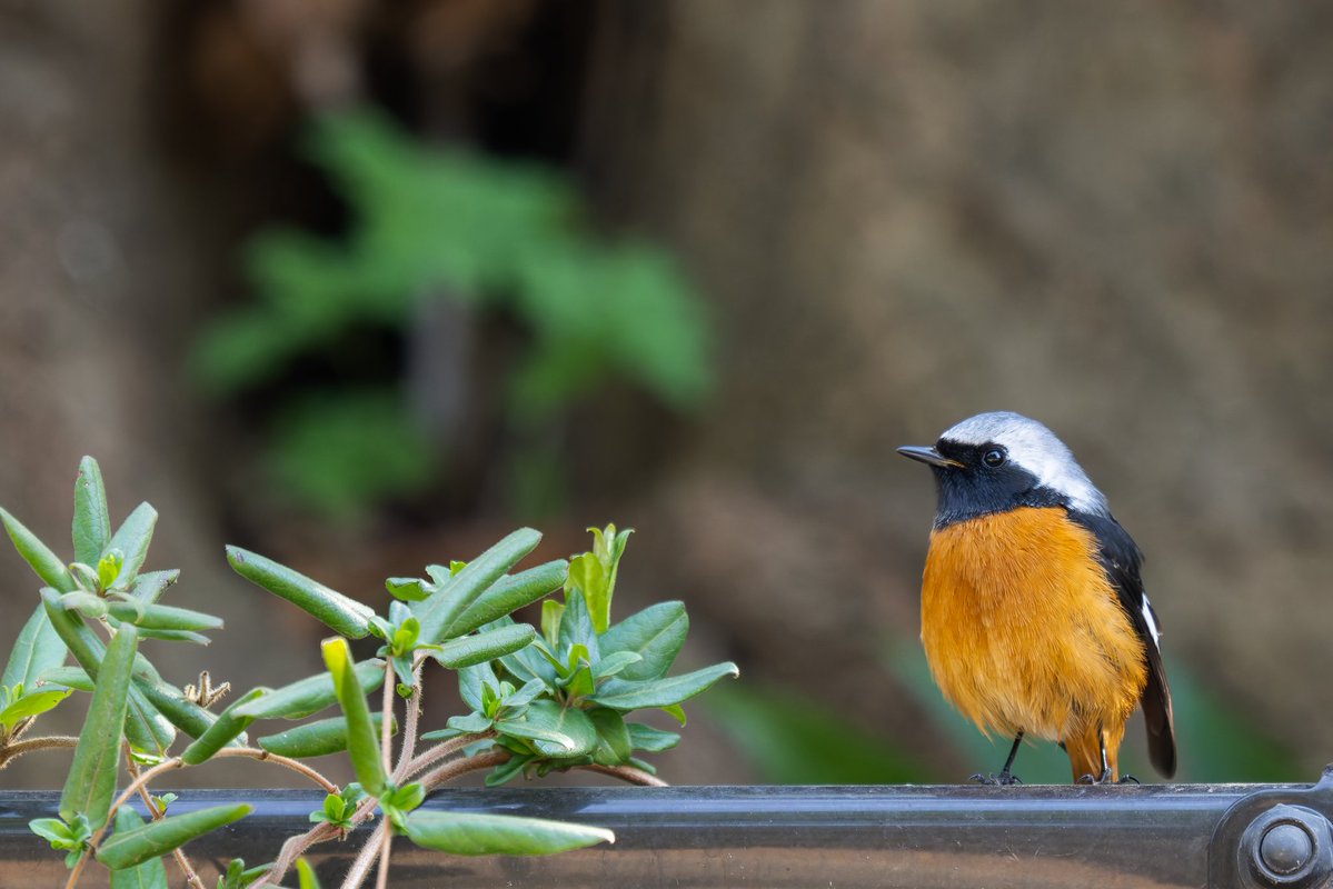 はこ@カワセミ要素多め tweet media