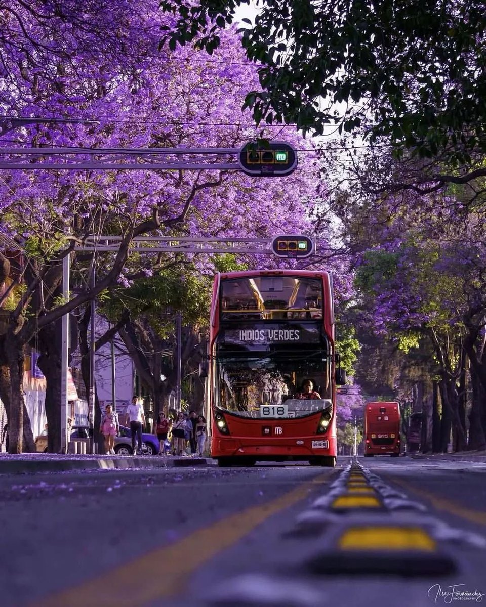 🇲🇽 México Mágico ✨ tweet media