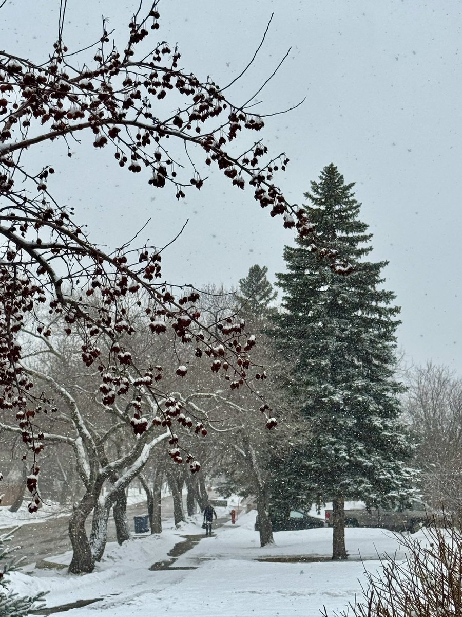 SamsHereForFood's tweet image. Guess what it’s been doing today.-1°c/30°f. Balmy! #afternoon ❄️ ❄️ ❄️