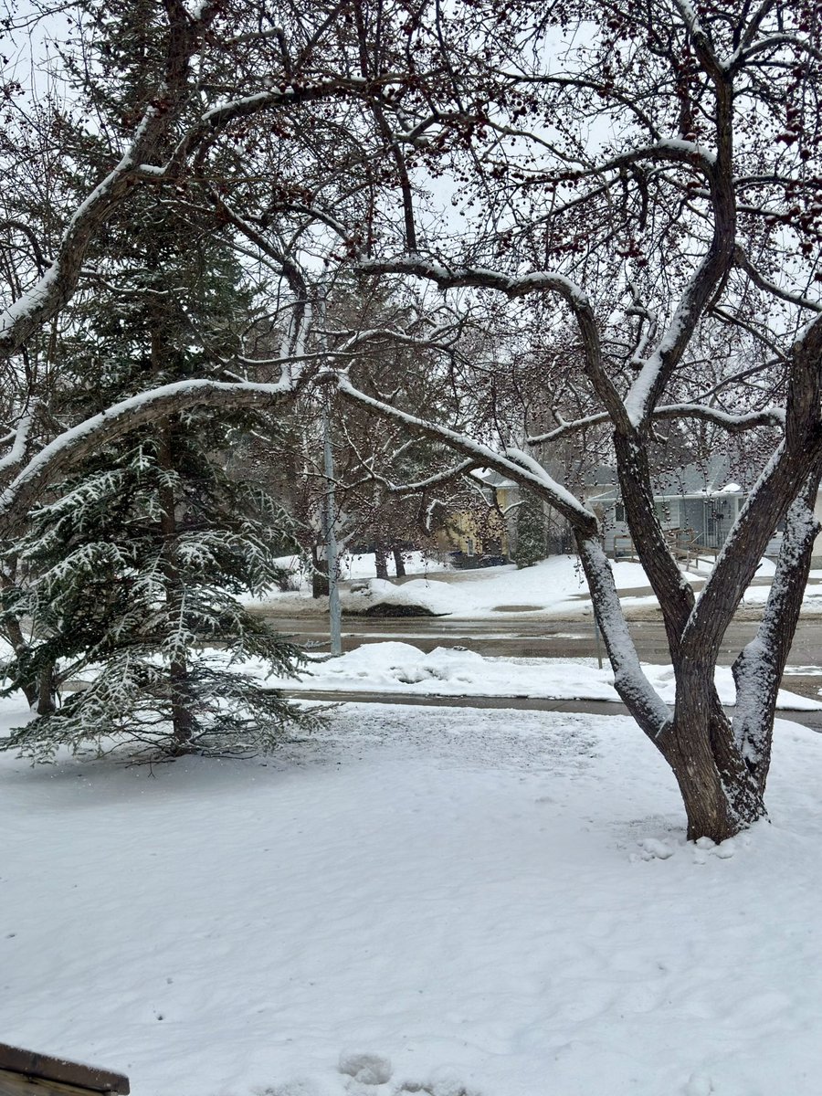 SamsHereForFood's tweet image. Guess what it’s been doing today.-1°c/30°f. Balmy! #afternoon ❄️ ❄️ ❄️