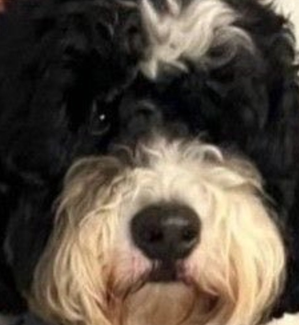 ella 🦎 tweet media