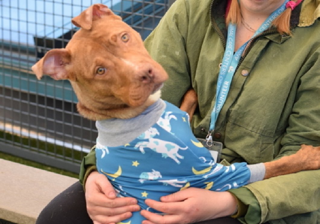 NMBewitched's tweet image. Tulip🌷
#NewDogontheBlock 
nycacc.app/#/browse/250471
#AdoptMe 

Oh Tulip, I could dance w/ you until the cows some home🌷🐮
What an adorable #PuppyLove 

This little girl is just starting to learn her world
Living on the streets is tough
She is impressed by toys, treats &amp;amp; laps