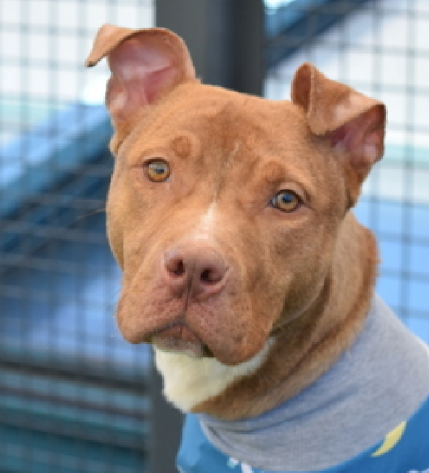 NMBewitched's tweet image. Tulip🌷
#NewDogontheBlock 
nycacc.app/#/browse/250471
#AdoptMe 

Oh Tulip, I could dance w/ you until the cows some home🌷🐮
What an adorable #PuppyLove 

This little girl is just starting to learn her world
Living on the streets is tough
She is impressed by toys, treats &amp;amp; laps