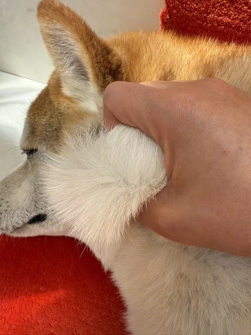 theosamuels01's tweet image. "Long day Your fur baby’s just a cuddle away.  #PetLove #HomeWithPets"