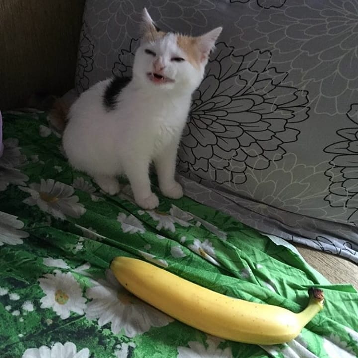 PunchingCat tweet picture
