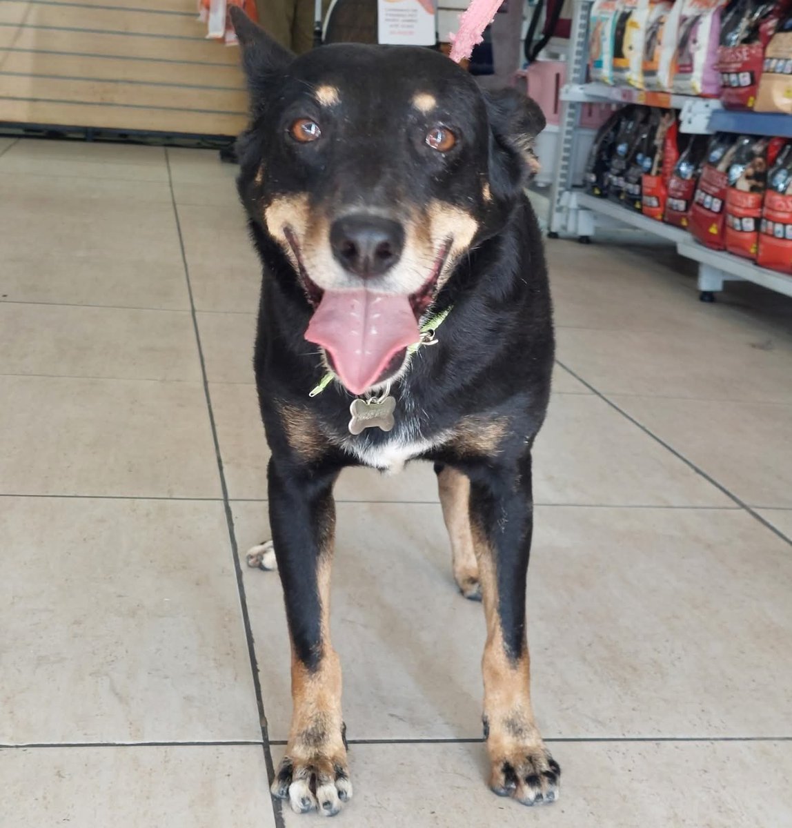 Abrigo João Rosa tweet media