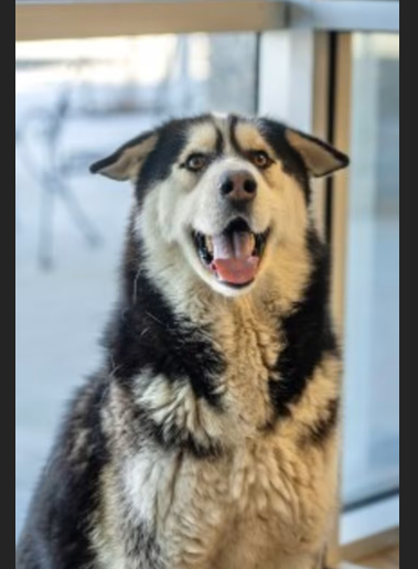 Hollywood Dogs tweet media