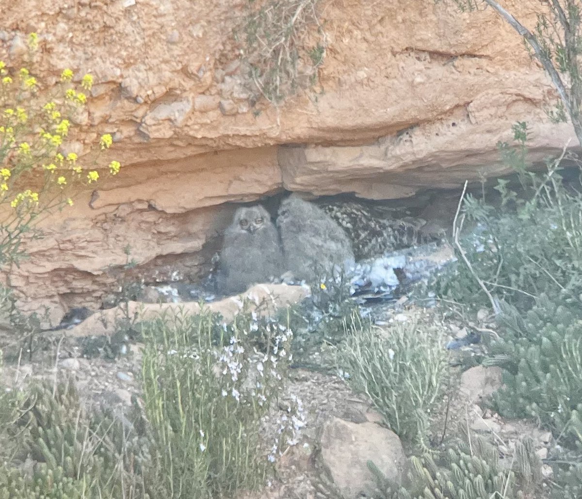 joan real tweet media