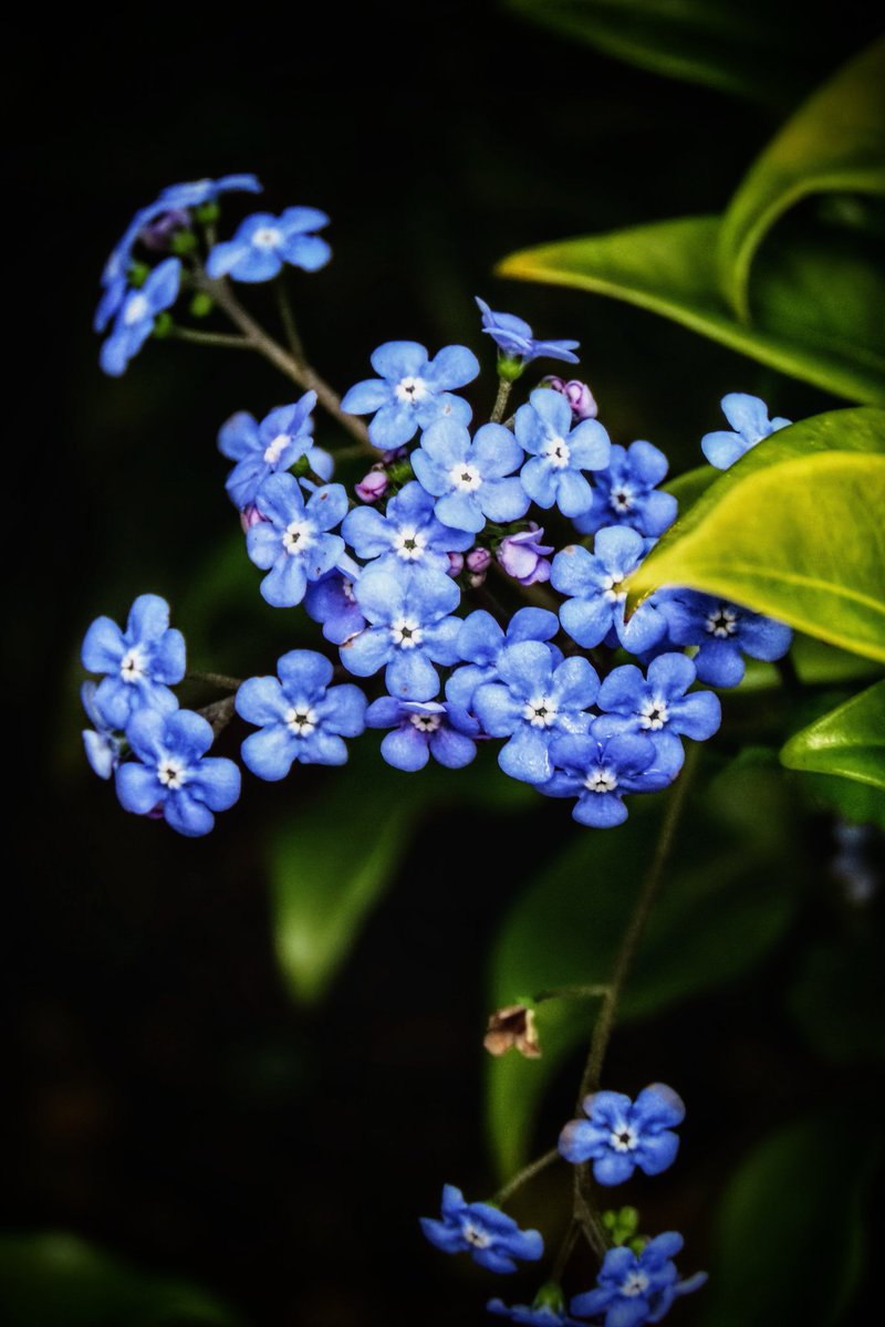 📸 MR. HANGING ON IN QUIET DESPERATION... tweet media