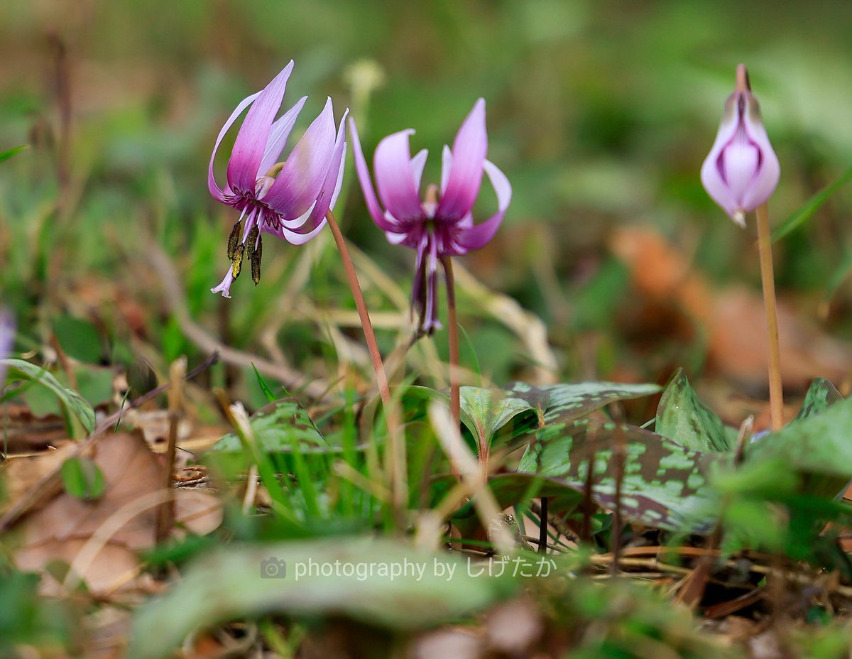 指ひし十字形め🇯🇵しげたか tweet media