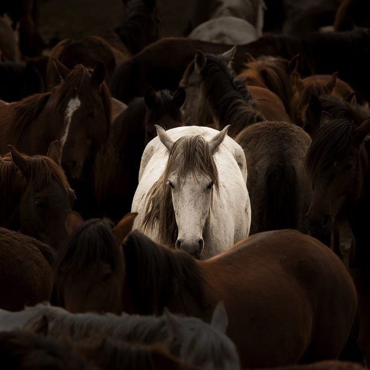 SİYAH SANCAK tweet media