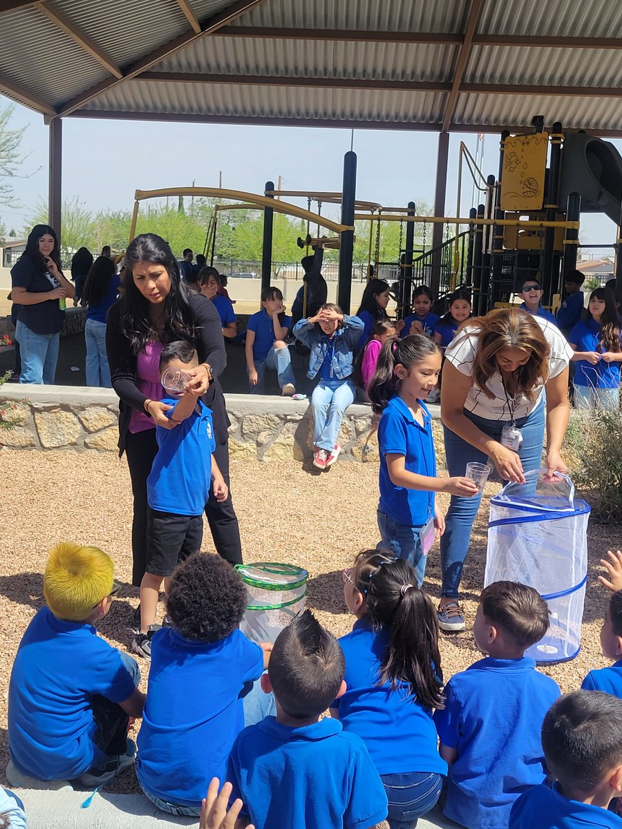 Dolphin Terrace ES tweet media