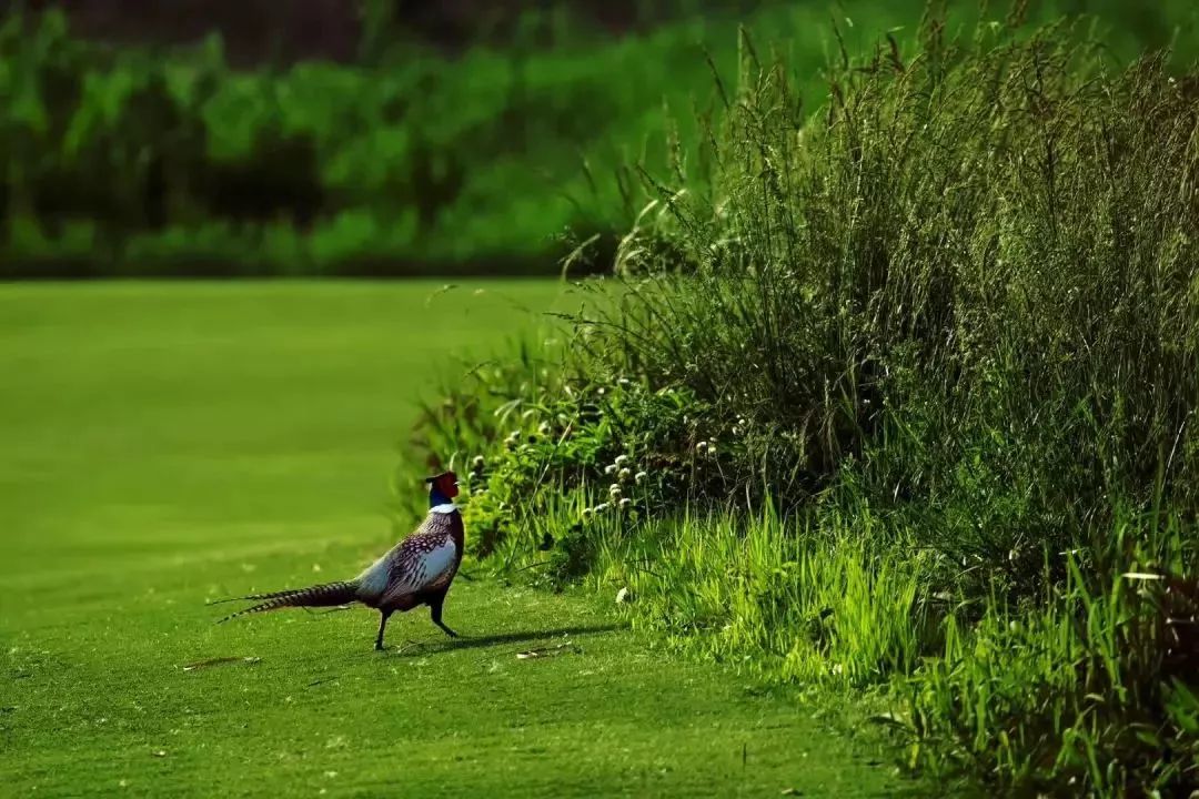 Marco Salesch tweet media