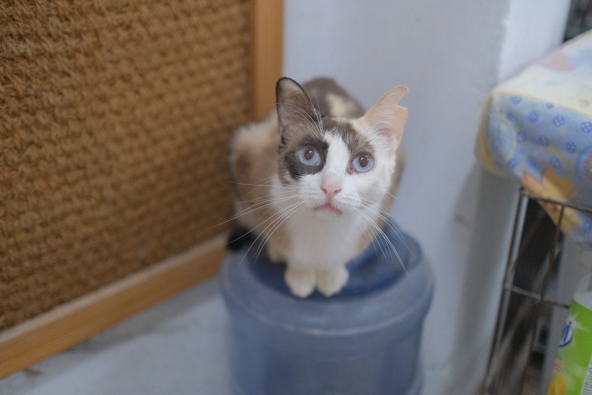 Refugi Els Àngels tweet media