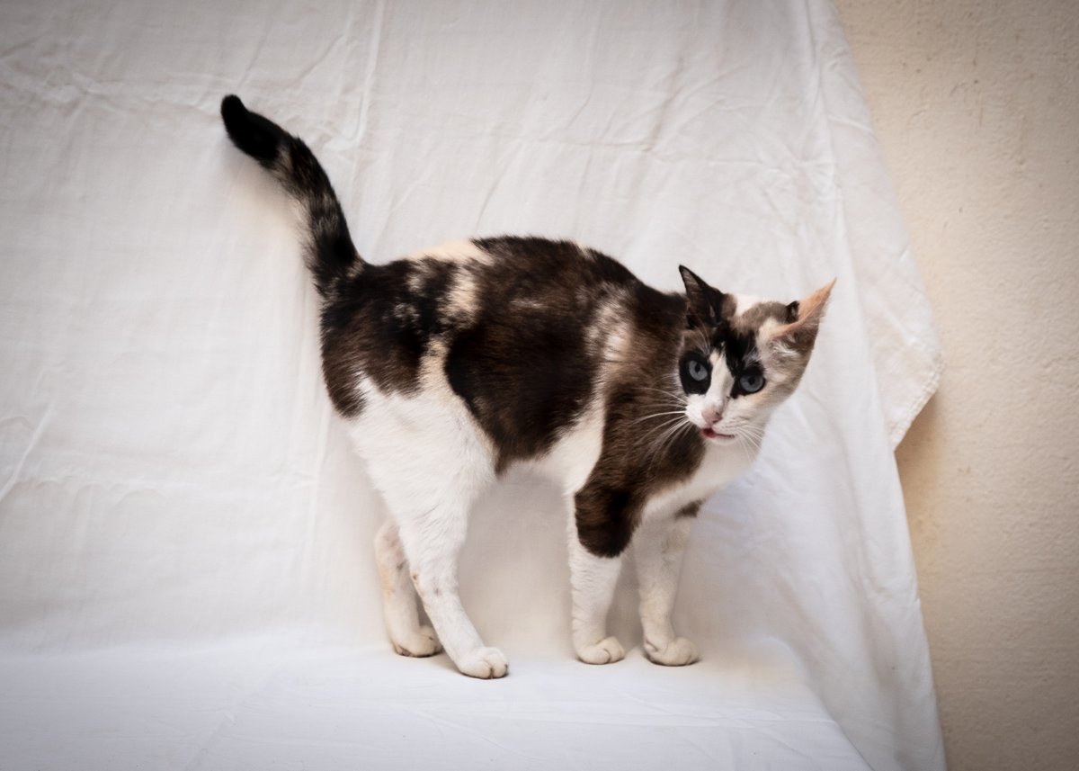 Refugi Els Àngels tweet media