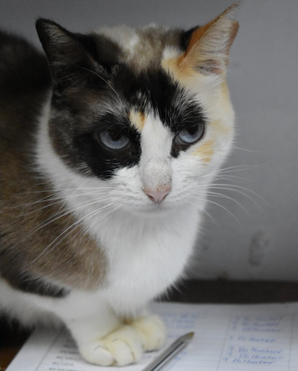 Refugi Els Àngels tweet media