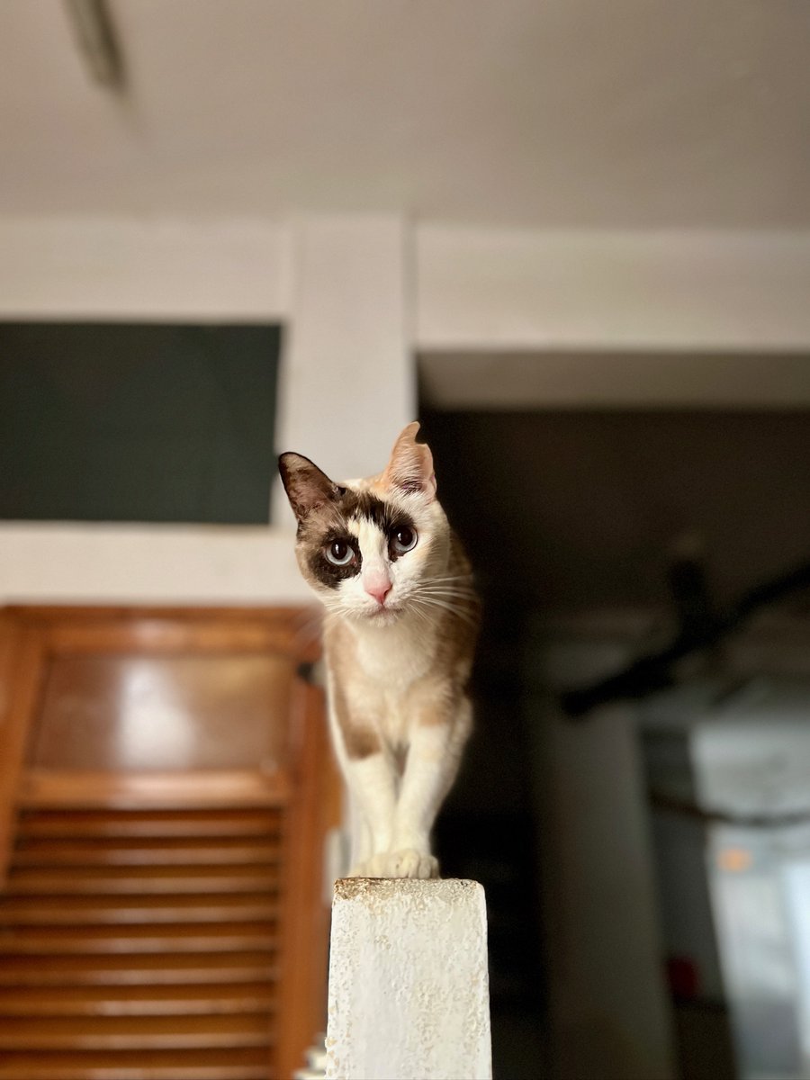 Refugi Els Àngels tweet media