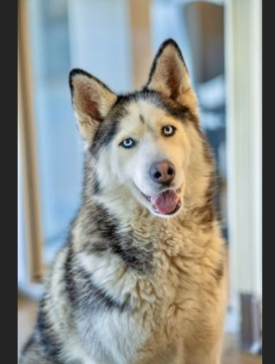 Hollywood Dogs tweet media