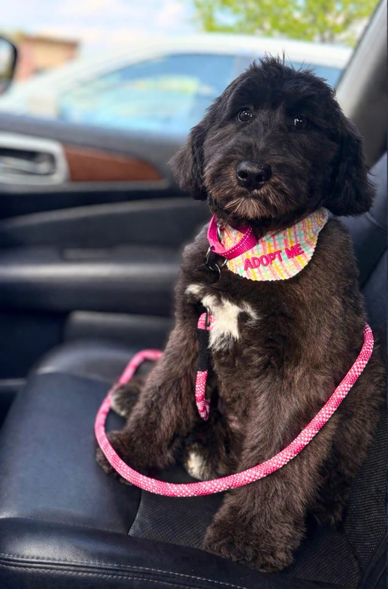 Hounds in Pounds tweet media