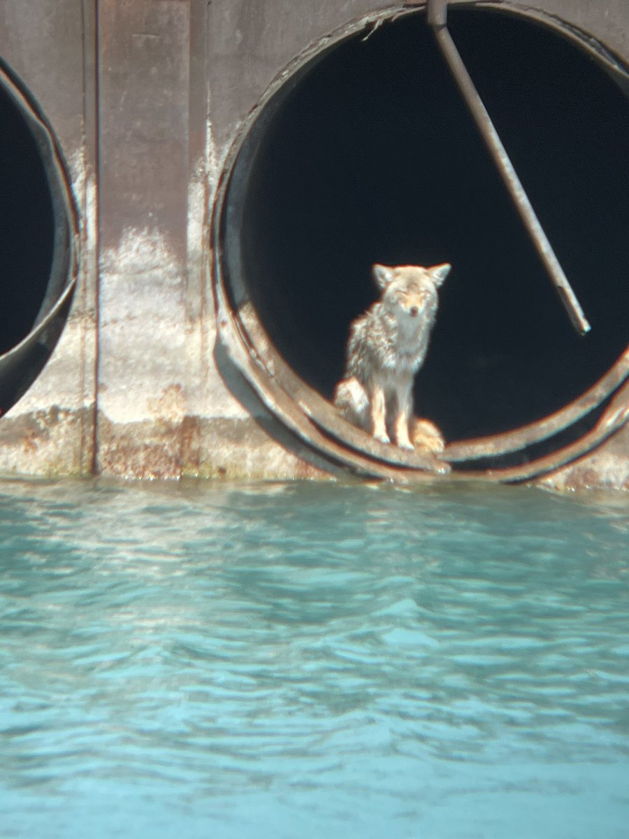 river 🐉🌃🌳 tweet media