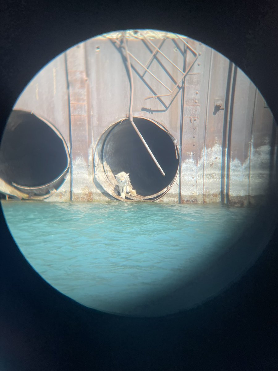 river 🐉🌃🌳 tweet media