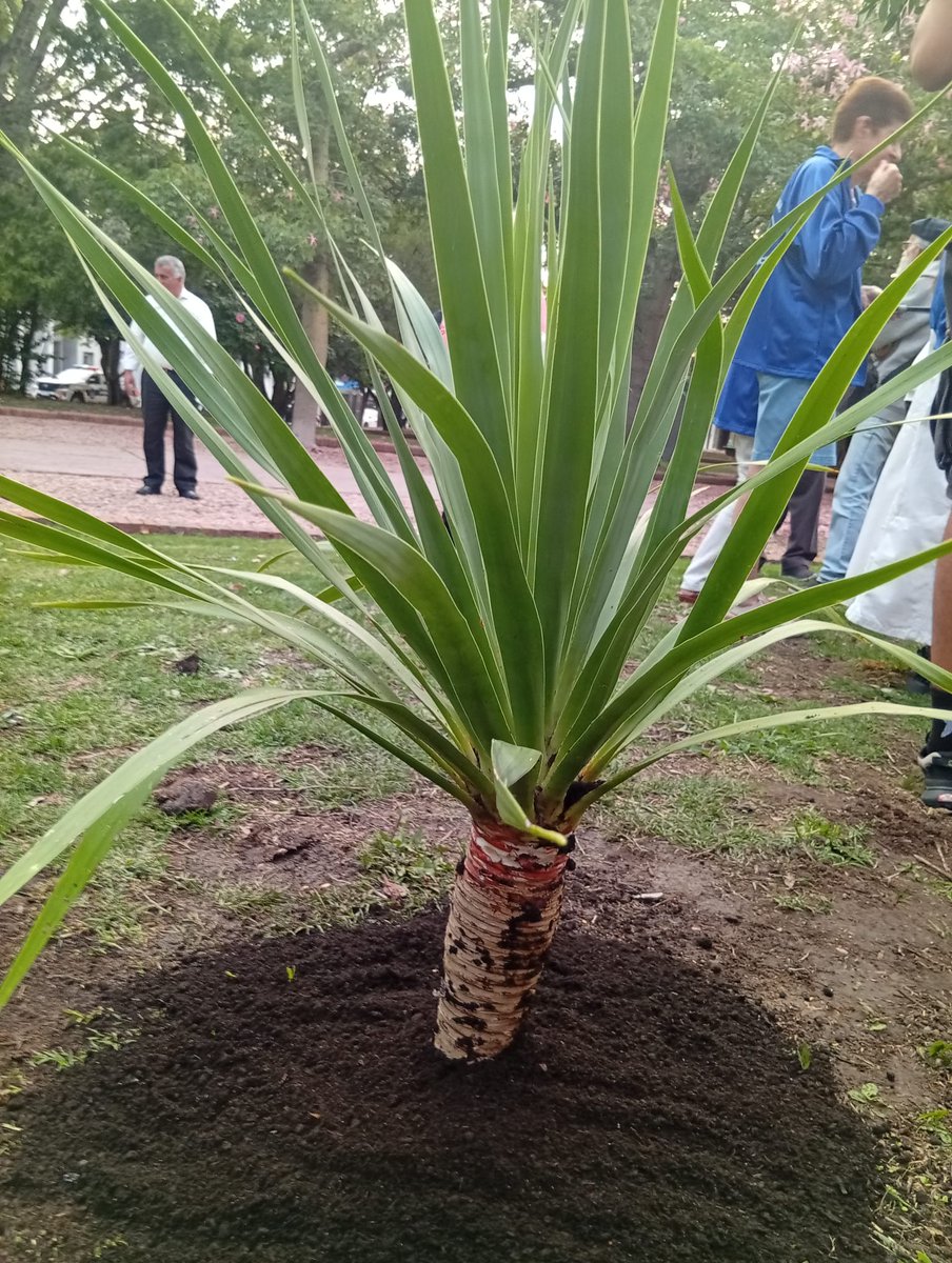 PEDERNAL1975's tweet photo. El pasado 28 de marzo se realizó la plantación de un árbol de Drago originario de las @8CanaryIslands en honor al fundador de Tala Don Ildefonso de León. Con la participación del Cónsul de España, la Asociación Buscando Raíces de descendientes Canarios y el @municipiodetala. https://t.co/E4sqqQBMOl