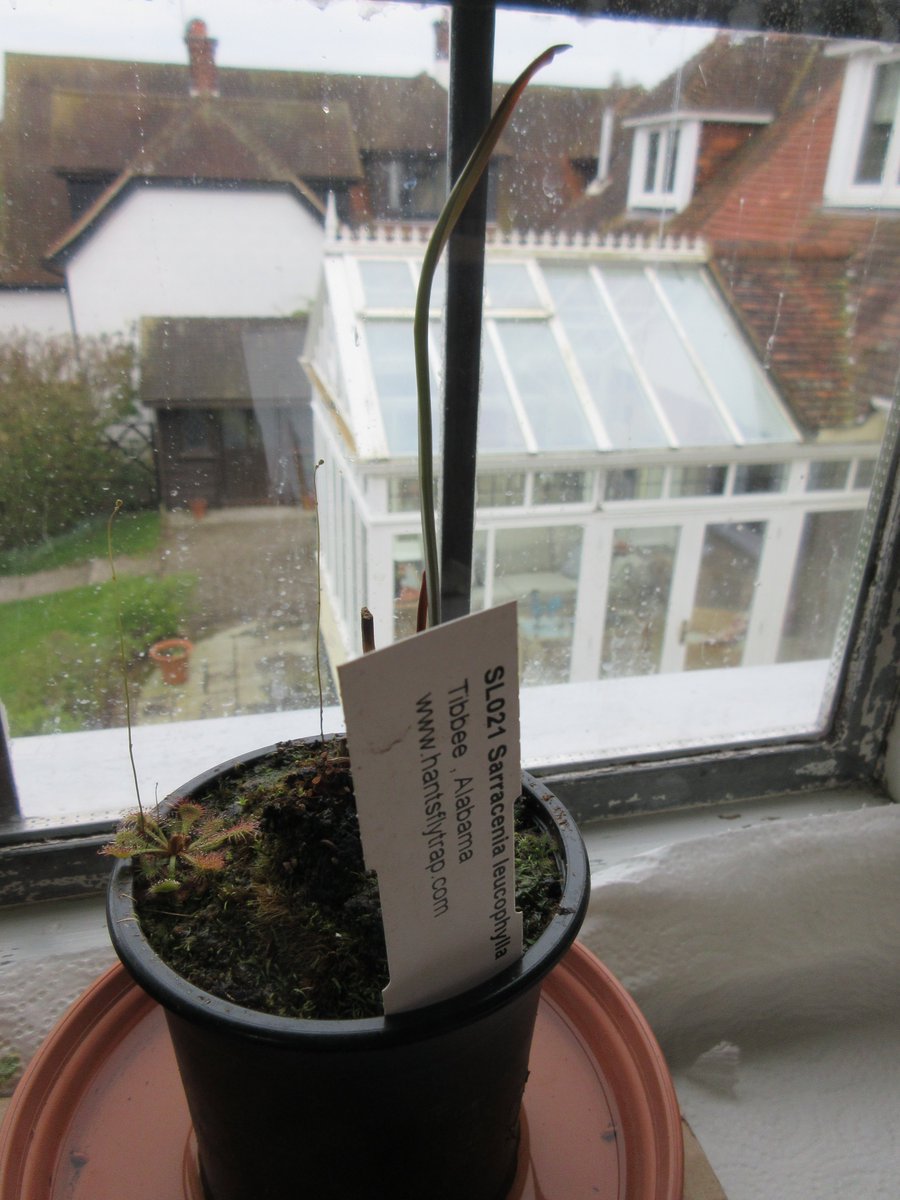 Sam Redlark tweet media