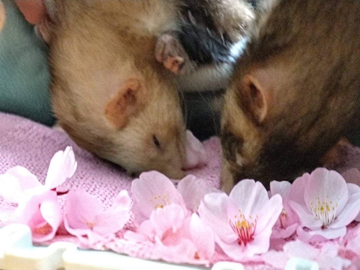 ねこみみ tweet media