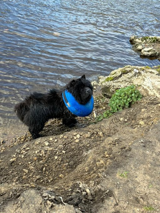 CHAOS HOME SAFE. THANKS FOR RT's 😊🐕🐾

🆘28 MAR 2026 #Lost CHAOS #STILLMISSING #ScanMe  Black / Brown Chow Chow Male
 Last Seen:  Reddish Vale #Stockport #SK5 #GreaterManchester  PLEASE SHARE doglost.co.uk/dog/202647