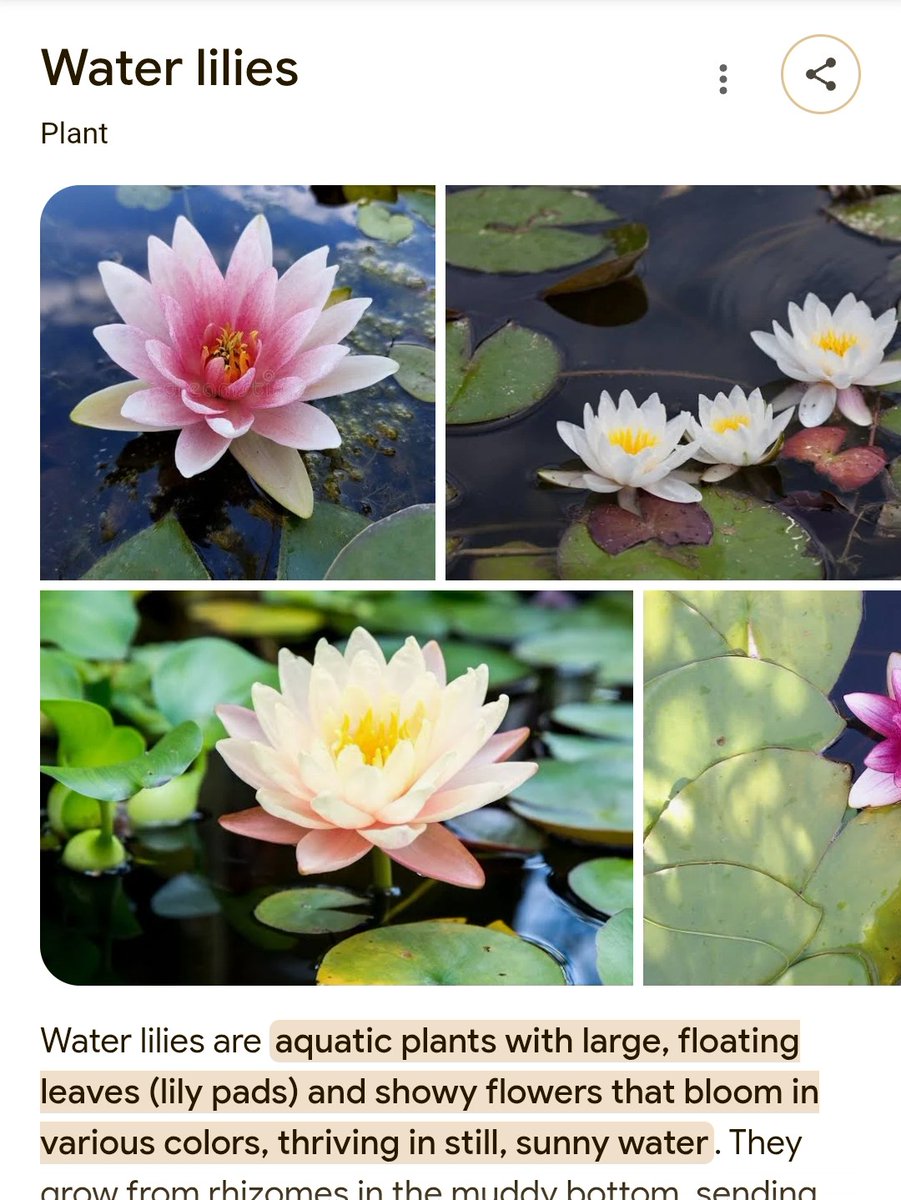 อควาปตินท์ 𝕏 tweet media