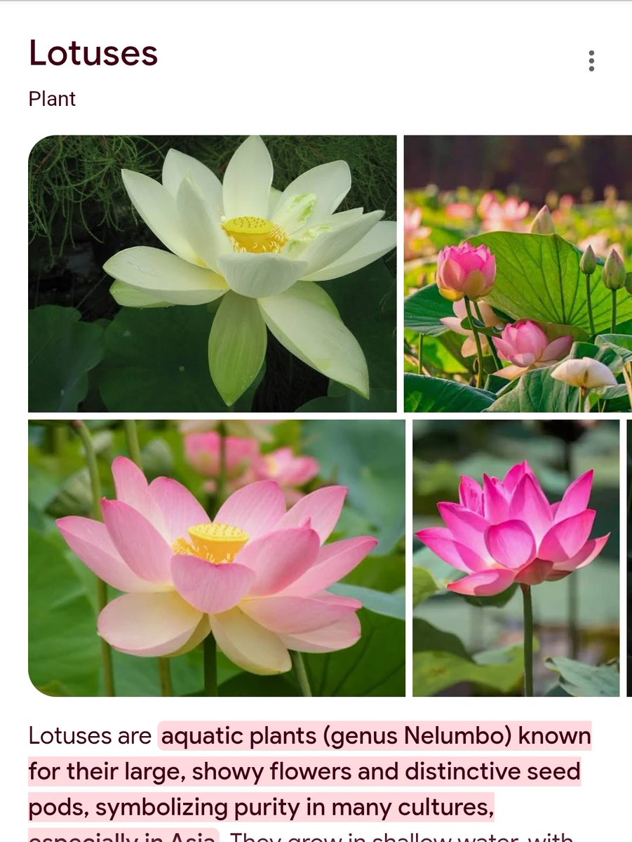 อควาปตินท์ 𝕏 tweet media