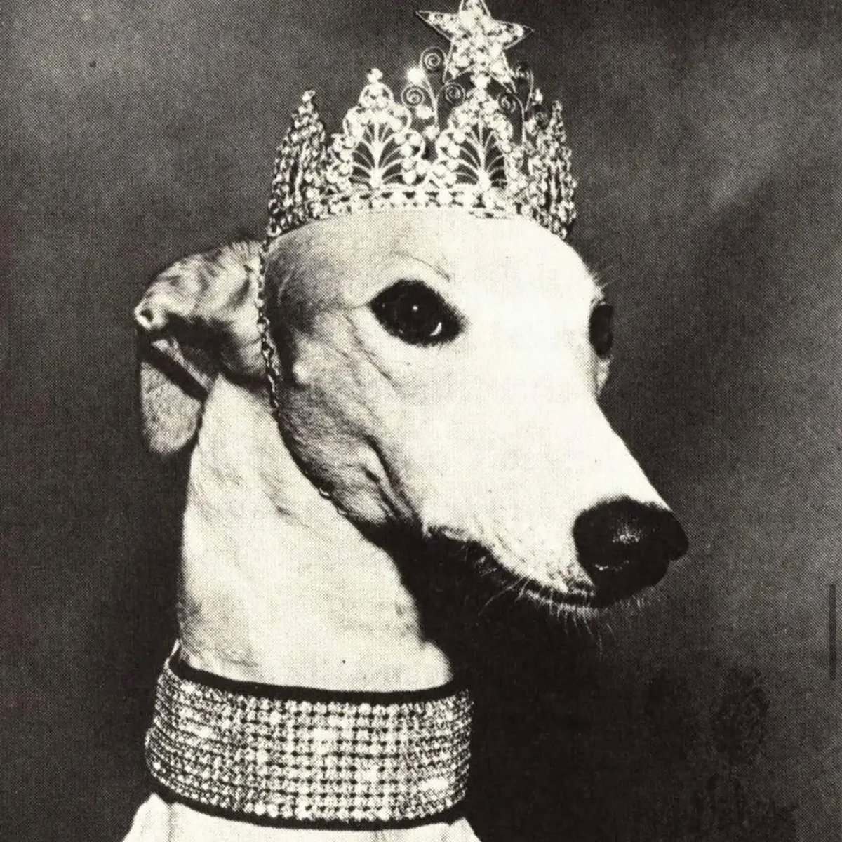 allison harvard burke tweet media