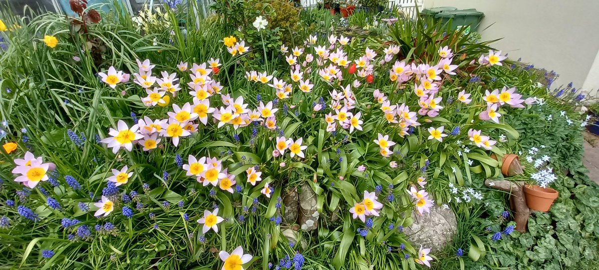 Graham Andrews (Graham's Garden Buddies) tweet media