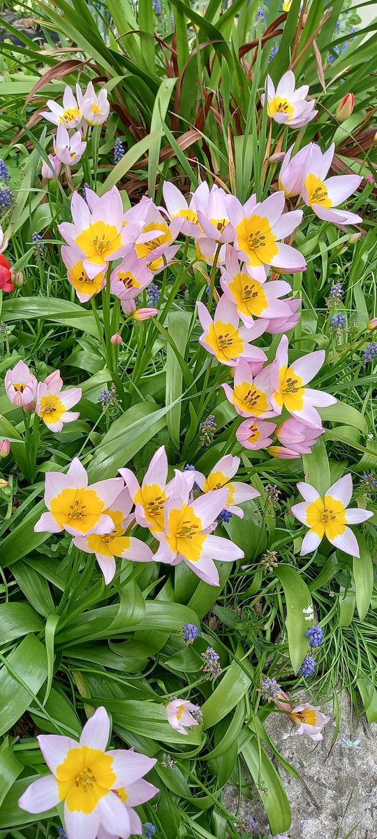 Graham Andrews (Graham's Garden Buddies) tweet media