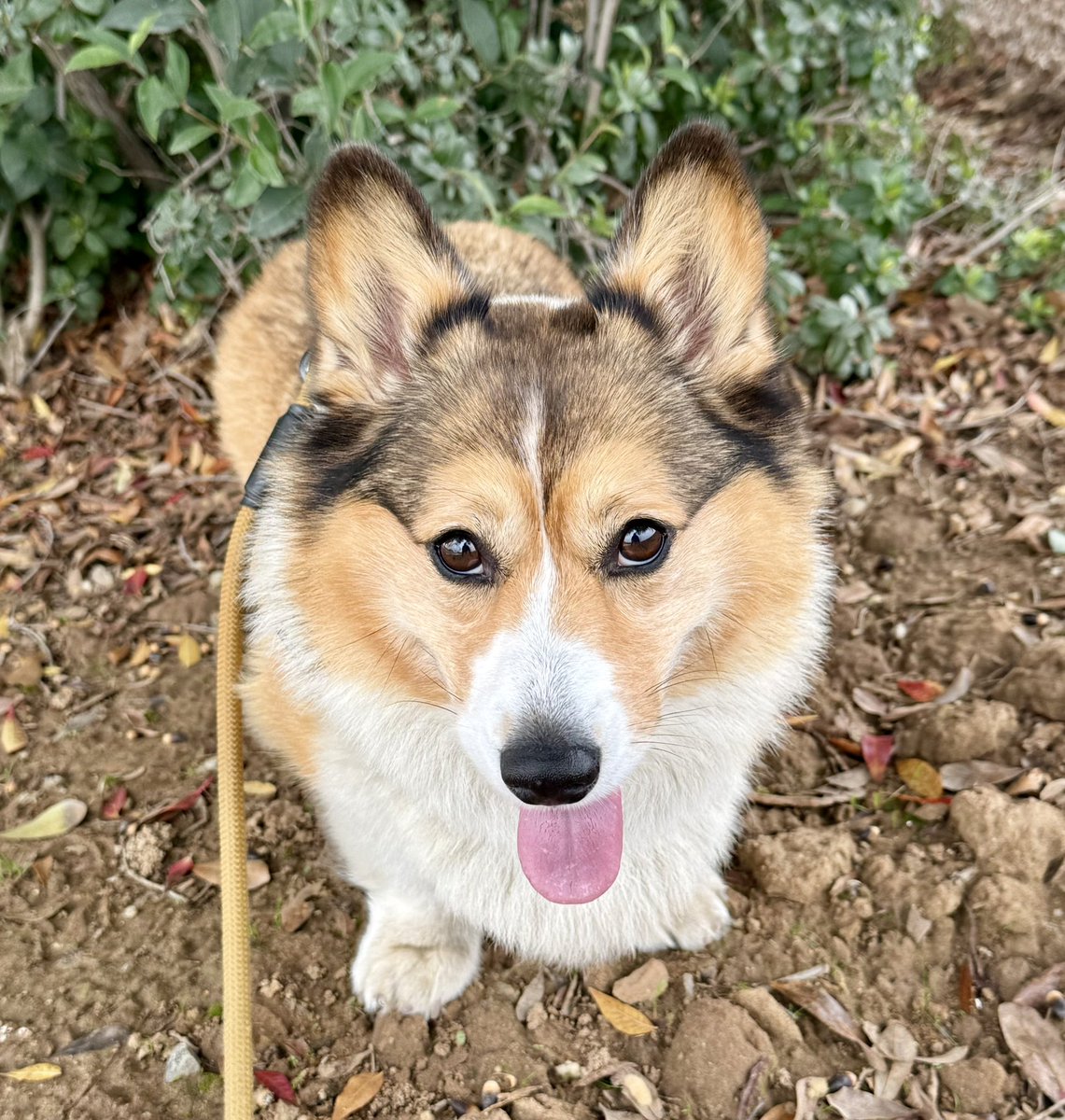 Winston Corgi Dog tweet media