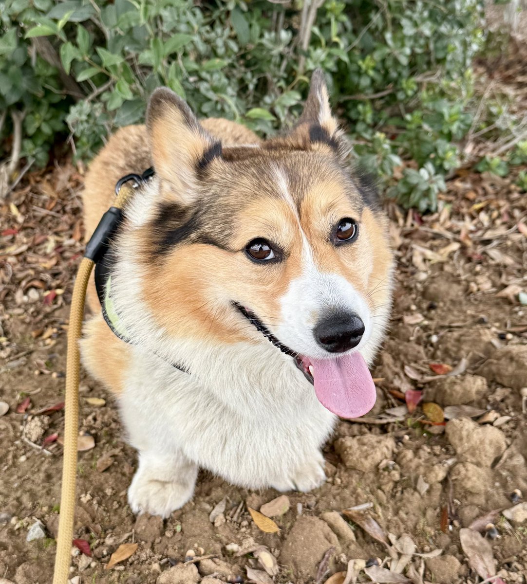 Winston Corgi Dog tweet media