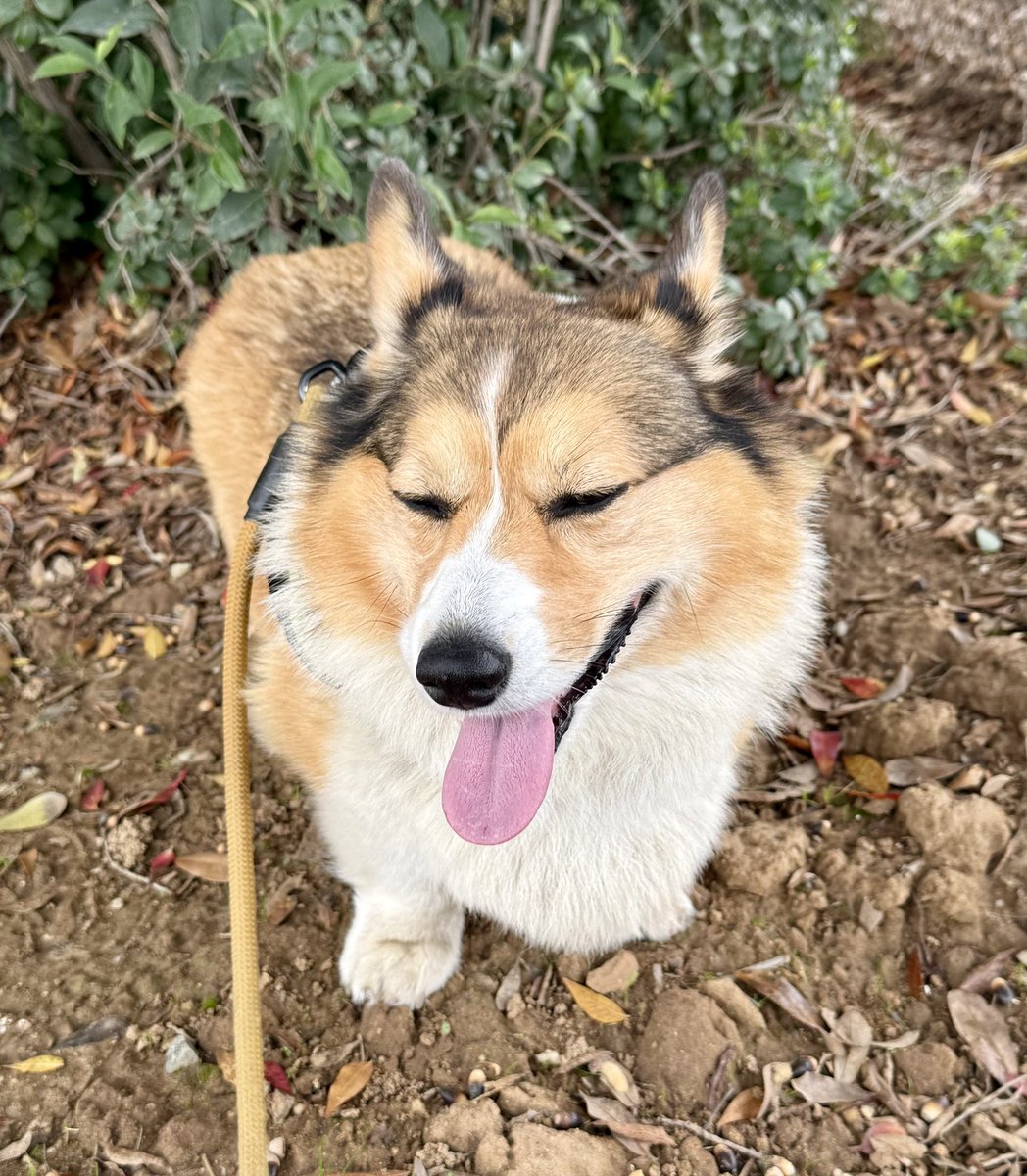 Winston Corgi Dog tweet media