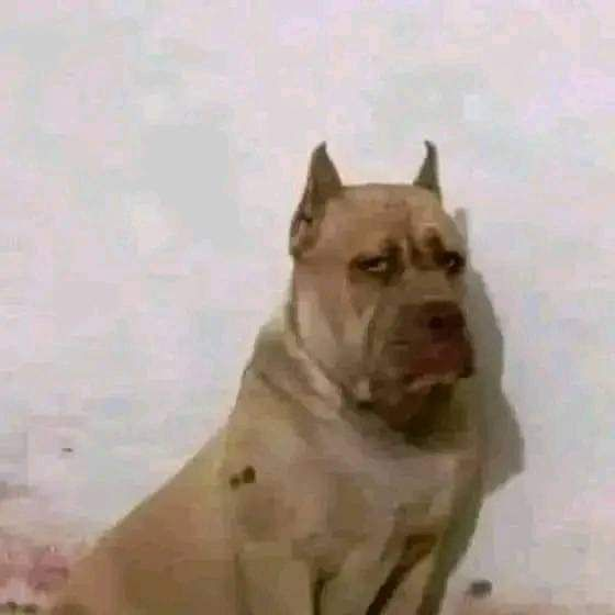 Raichh__'s tweet photo. @neo_zetroc @Carlos_NinoX Solo dejare esta imagen como recordatorio de la cara de Fostter cuando se acercaba Quintero... https://t.co/45gZSpwP1Y