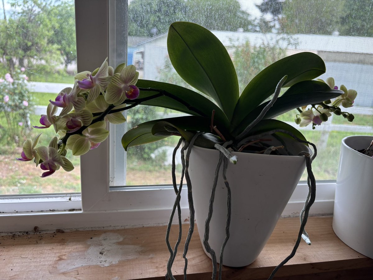 Aurora 🇺🇲 tweet media